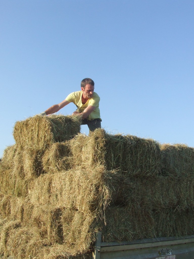 A community member loads up hay bales ready for the winter